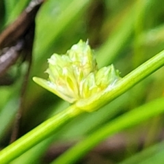 Isolepis inundata at Endeavour Reserve (Bombala) - 22 Oct 2022