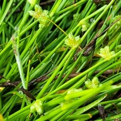 Isolepis inundata at Endeavour Reserve (Bombala) - 22 Oct 2022