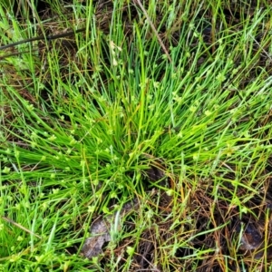 Isolepis inundata at Endeavour Reserve (Bombala) - 22 Oct 2022 08:19 AM