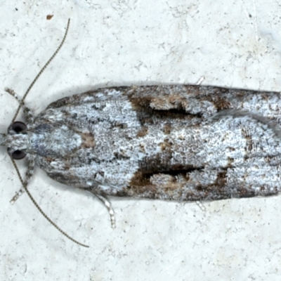 Acropolitis rudisana (Family Tortricinae) at Ainslie, ACT - 17 Oct 2022 by jb2602