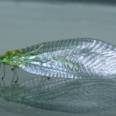 Apertochrysa edwardsi (A Green Lacewing) at Ainslie, ACT - 17 Oct 2022 by jb2602