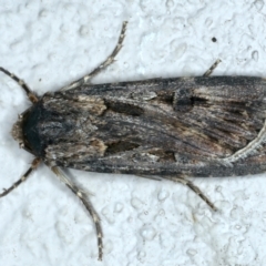 Agrotis munda (Brown Cutworm) at Ainslie, ACT - 17 Oct 2022 by jb2602