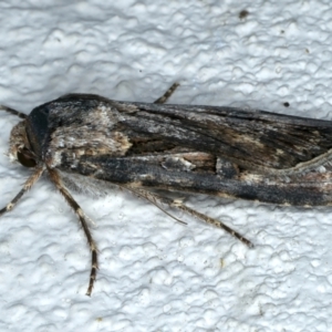 Agrotis munda at Ainslie, ACT - 17 Oct 2022