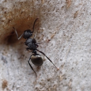 Polyrhachis phryne at Murrumbateman, NSW - 18 Oct 2022 03:37 PM