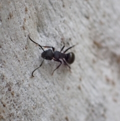 Polyrhachis phryne at Murrumbateman, NSW - 18 Oct 2022