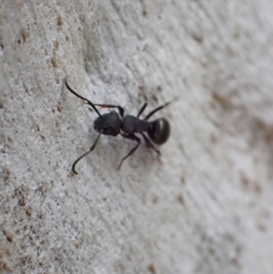 Polyrhachis phryne at Murrumbateman, NSW - 18 Oct 2022 03:37 PM