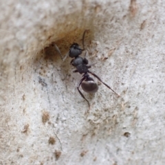 Polyrhachis phryne at Murrumbateman, NSW - 18 Oct 2022 03:37 PM