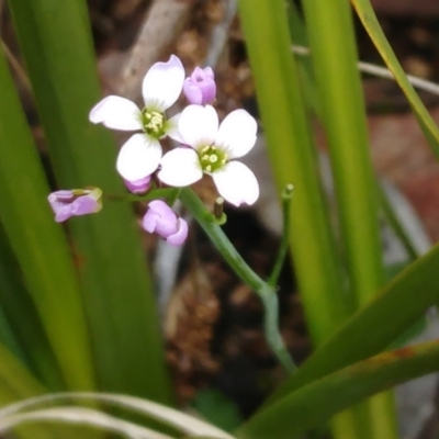 Cardamine franklinensis (Franklin Bitter Cress) at Booth, ACT - 11 Oct 2022 by sangio7