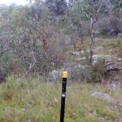 Wallabia bicolor (Swamp Wallaby) at Mount Taylor - 20 Apr 2022 by MountTaylorParkcareGroup