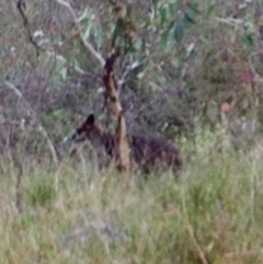 Wallabia bicolor at Kambah, ACT - 21 Apr 2022 08:46 AM