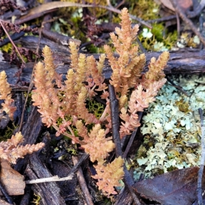 Crassula sieberiana (Austral Stonecrop) at Bombala, NSW - 21 Oct 2022 by trevorpreston