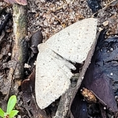 Taxeotis reserata (A Geometer moth) at Bombala, NSW - 21 Oct 2022 by trevorpreston