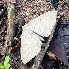 Taxeotis reserata (A Geometer moth) at Endeavour Reserve (Bombala) - 22 Oct 2022 by trevorpreston