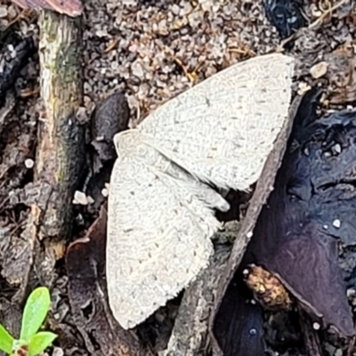 Taxeotis reserata (A Geometer moth) at Endeavour Reserve (Bombala) - 22 Oct 2022 by trevorpreston