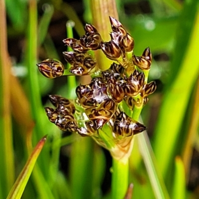 Juncus planifolius (Broad-leaved Rush) at Endeavour Reserve (Bombala) - 21 Oct 2022 by trevorpreston