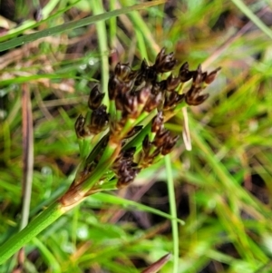 Juncus planifolius at Bombala, NSW - 22 Oct 2022 08:14 AM