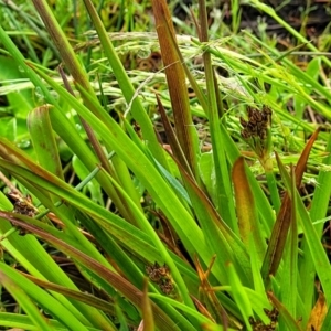 Juncus planifolius at Bombala, NSW - 22 Oct 2022 08:14 AM