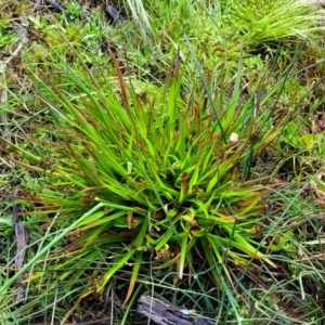 Juncus planifolius at Bombala, NSW - 22 Oct 2022 08:14 AM