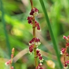 Rumex acetosella (Sheep Sorrel) at Bombala, NSW - 22 Oct 2022 by trevorpreston