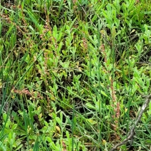 Rumex acetosella at Bombala, NSW - 22 Oct 2022 08:13 AM