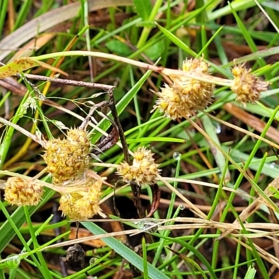 Luzula flaccida (Pale Woodrush) at Endeavour Reserve (Bombala) - 21 Oct 2022 by trevorpreston