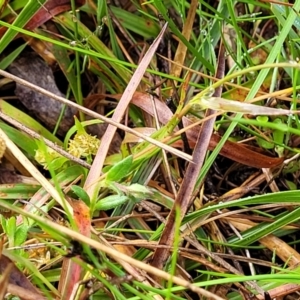 Luzula flaccida at Bombala, NSW - 22 Oct 2022