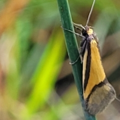 Philobota undescribed species near arabella (A concealer moth) at Bombala, NSW - 22 Oct 2022 by trevorpreston