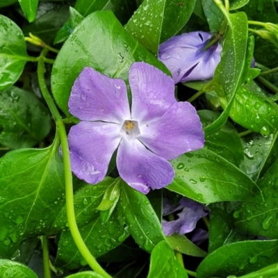 Vinca major (Blue Periwinkle) at Bombala, NSW - 21 Oct 2022 by trevorpreston