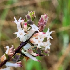 Brachyloma daphnoides (Daphne Heath) at Bombala, NSW - 22 Oct 2022 by trevorpreston