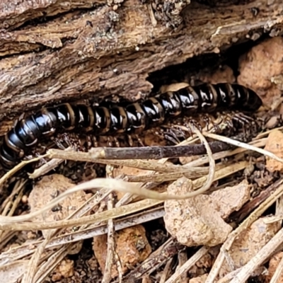 Paradoxosomatidae sp. (family) (Millipede) at Bombala, NSW - 21 Oct 2022 by trevorpreston