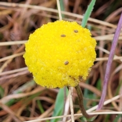 Craspedia variabilis (Common Billy Buttons) at Bombala, NSW - 22 Oct 2022 by trevorpreston