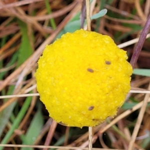 Craspedia variabilis at Bombala, NSW - suppressed