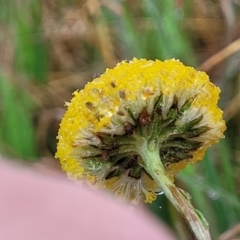 Craspedia variabilis at Bombala, NSW - suppressed