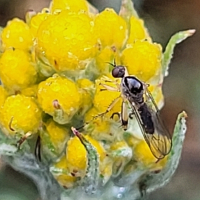 Empididae sp. (family) (Dance fly) at Bombala, NSW - 21 Oct 2022 by trevorpreston