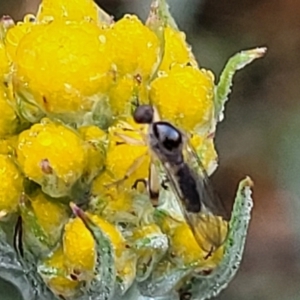 Empididae (family) at Bombala, NSW - 22 Oct 2022 08:00 AM