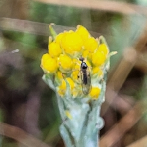 Chrysocephalum apiculatum at Bombala, NSW - 22 Oct 2022