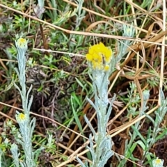 Chrysocephalum apiculatum at Bombala, NSW - 22 Oct 2022