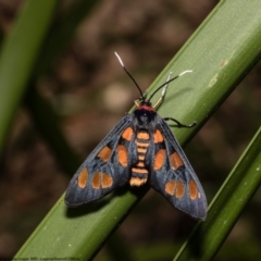 Amata nigriceps (A Handmaiden moth) at Pennant Hills, NSW - 22 Oct 2022 by Roger