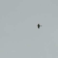 Scythrops novaehollandiae (Channel-billed Cuckoo) at Gigerline Nature Reserve - 23 Oct 2022 by Liam.m