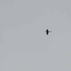 Scythrops novaehollandiae (Channel-billed Cuckoo) at Tennent, ACT - 23 Oct 2022 by Liam.m