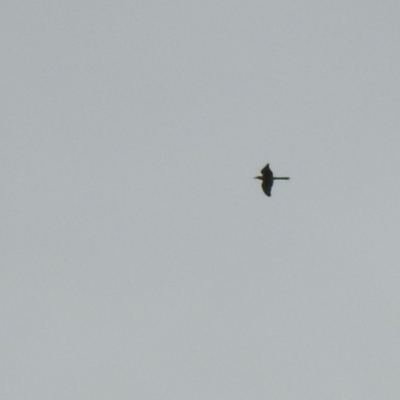Scythrops novaehollandiae (Channel-billed Cuckoo) at Gigerline Nature Reserve - 23 Oct 2022 by Liam.m