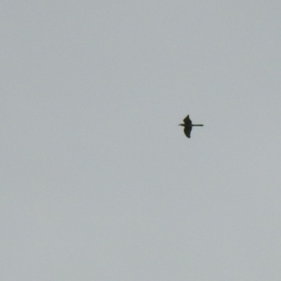 Scythrops novaehollandiae (Channel-billed Cuckoo) at Tennent, ACT - 23 Oct 2022 by Liam.m