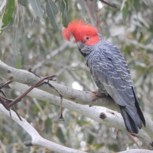 Callocephalon fimbriatum at Tennent, ACT - 23 Oct 2022