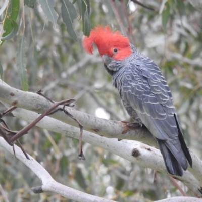 Callocephalon fimbriatum (Gang-gang Cockatoo) at Tennent, ACT - 22 Oct 2022 by Liam.m