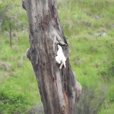 Cacatua sanguinea (Little Corella) at Gigerline Nature Reserve - 23 Oct 2022 by Liam.m