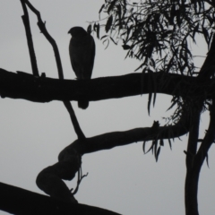 Accipiter fasciatus (Brown Goshawk) at Tennent, ACT - 22 Oct 2022 by Liam.m