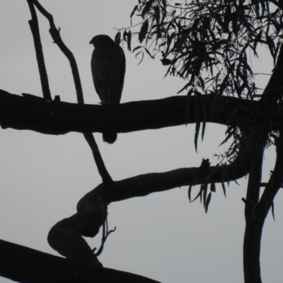 Tachyspiza fasciata (Brown Goshawk) at Tennent, ACT - 23 Oct 2022 by Liam.m