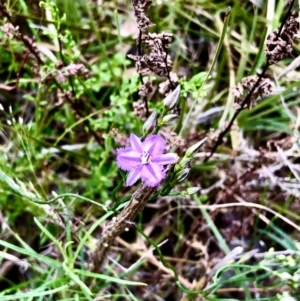 Thysanotus patersonii at Bruce, ACT - 20 Oct 2022