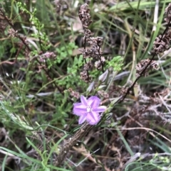 Thysanotus patersonii at Bruce, ACT - 20 Oct 2022