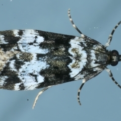 Eudonia protorthra (A Scopariine moth) at Ainslie, ACT - 18 Oct 2022 by jb2602